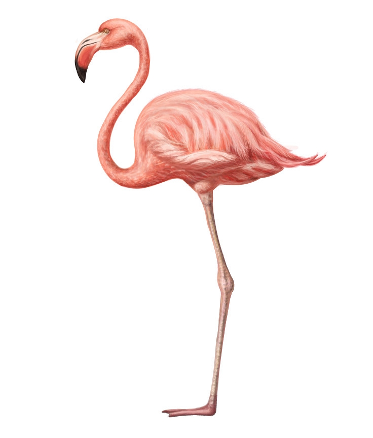 自然界野生動(dòng)物來體現(xiàn)化妝品的純天然—護(hù)膚品包裝設(shè)計(jì)